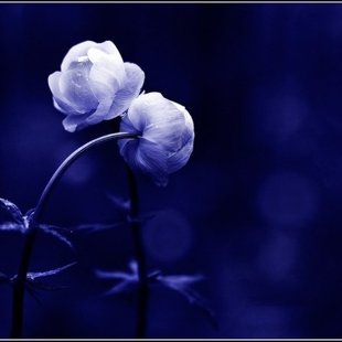  AleksanDerالكسندRudرود2000-2015 , Mariupol UA -Toronto CA, ©